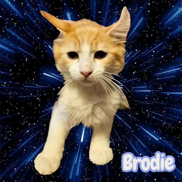 Brodie - Domestic Short Hair