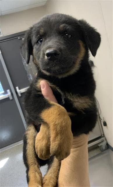 Canela - German Shepherd Dog