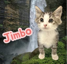 Jimbo image 1