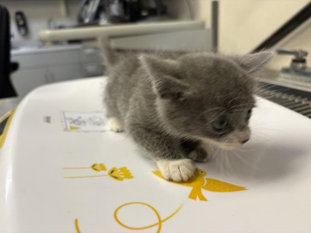 Unknown - Domestic Short Hair