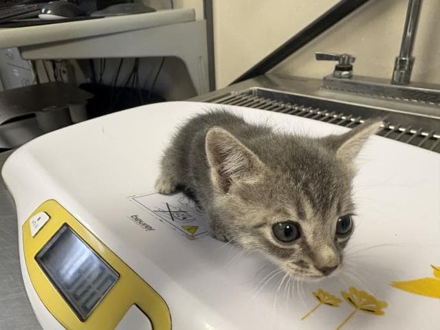 Unknown - Domestic Short Hair