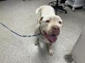 Sabot - Pit Bull Terrier