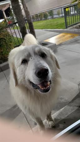 Archie image 1