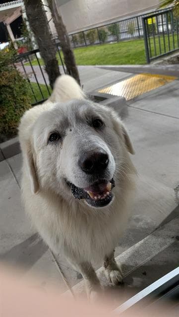 Archie - Great Pyrenees