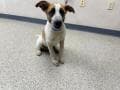 Milo - Queensland Heeler