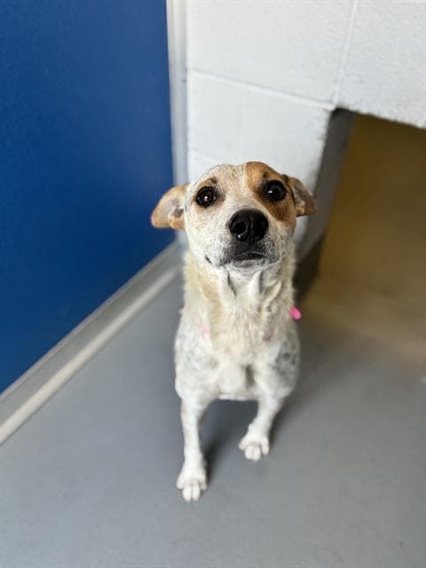 Lolly - Australian Cattle Dog/Blue Heeler