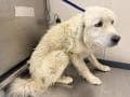 Unknown - Great Pyrenees