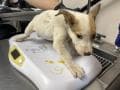 Unknown - Queensland Heeler