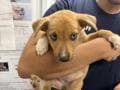 Unknown - Queensland Heeler