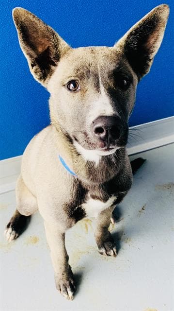 Gi Gi - Queensland Heeler