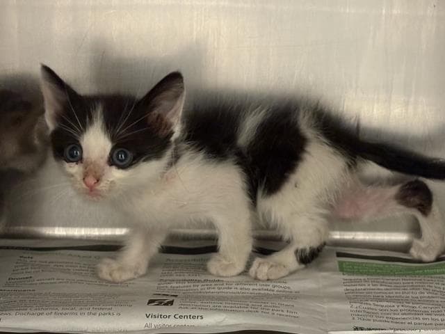 Unknown - Domestic Medium Hair