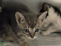 Unknown image 1