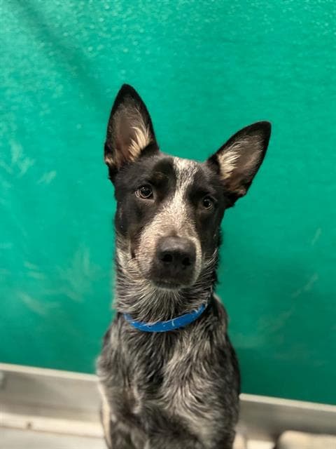 Unknown - Australian Shepherd