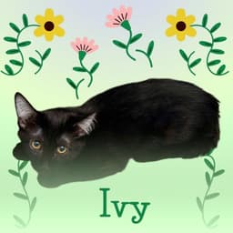 Ivy image 1