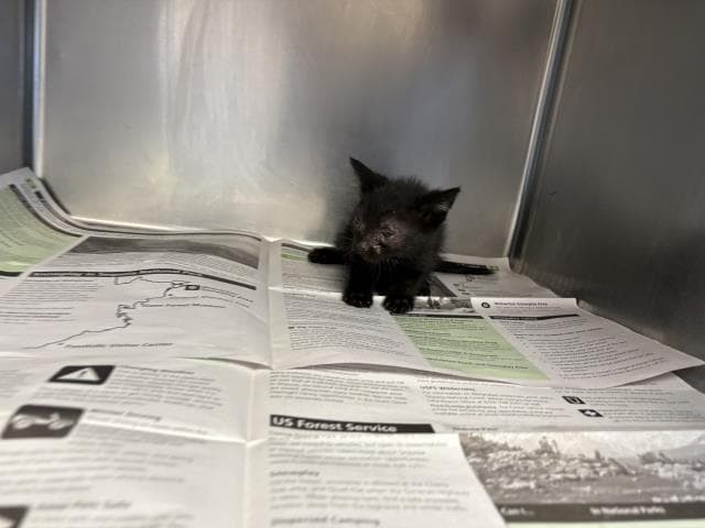 Daphne - Domestic Medium Hair