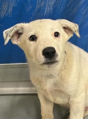 Unknown - German Shepherd Dog