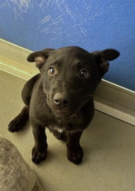 Unknown - Labrador Retriever