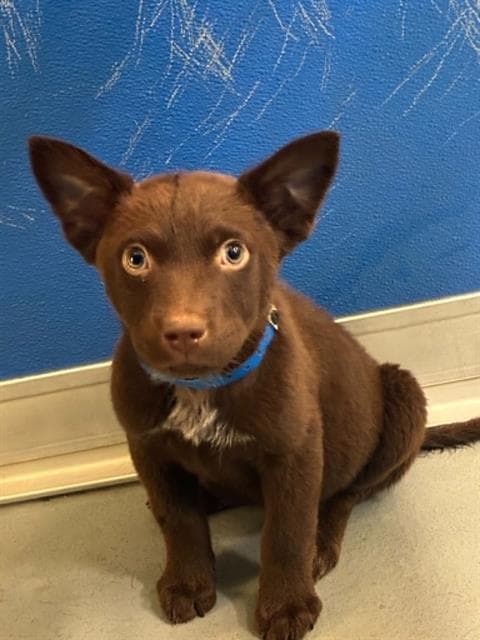 Unknown - Labrador Retriever