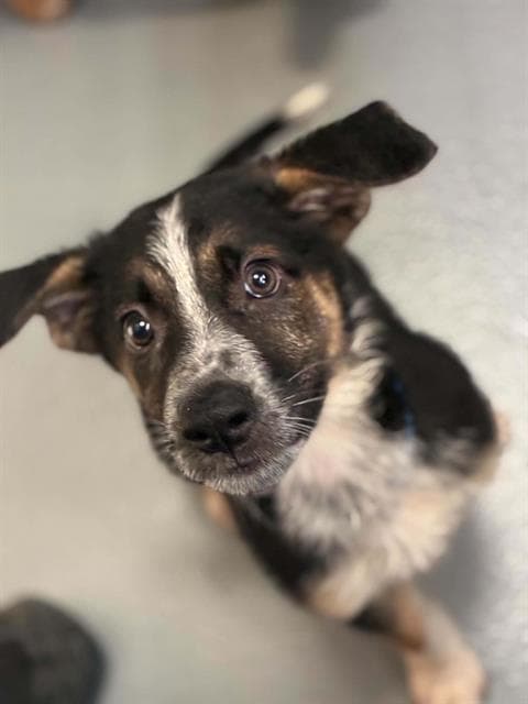 Unknown - Australian Shepherd