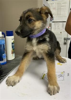 Unknown - Australian Shepherd