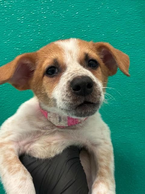 Unknown - Queensland Heeler