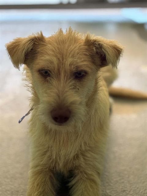 Unknown - Cairn Terrier