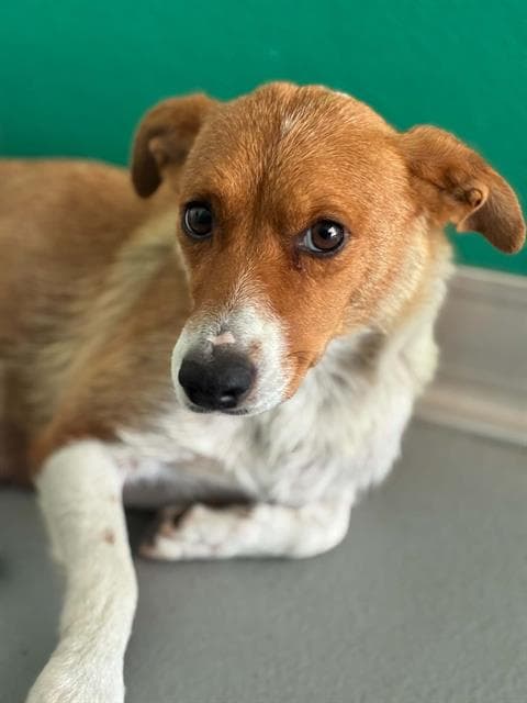 Unknown - Queensland Heeler
