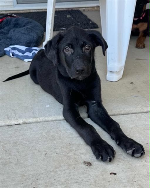 Unknown - Labrador Retriever
