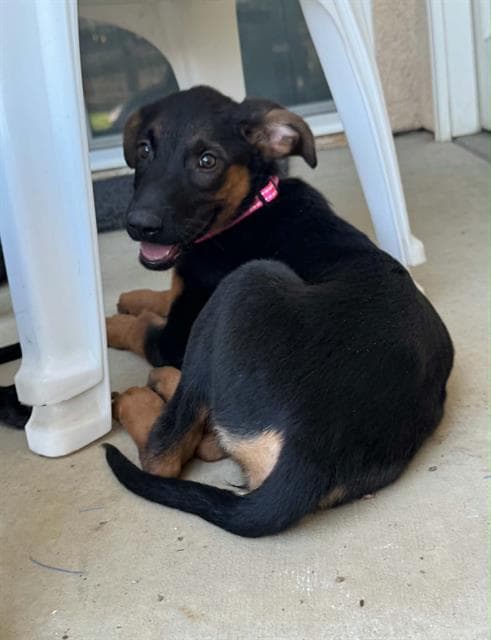 Unknown - German Shepherd Dog