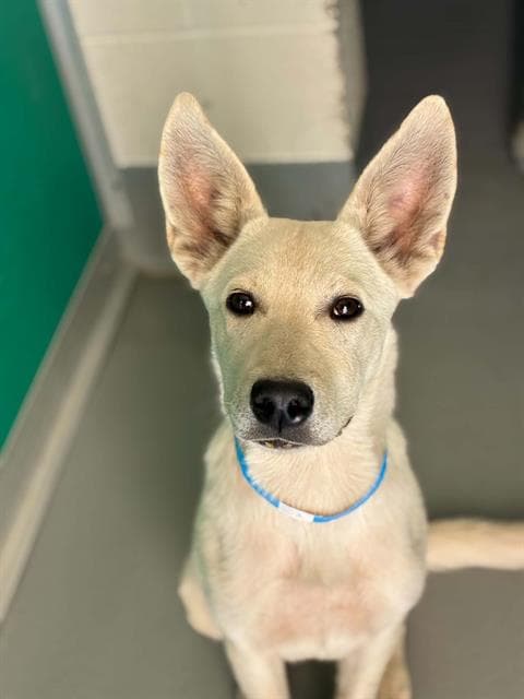 Unknown - German Shepherd Dog