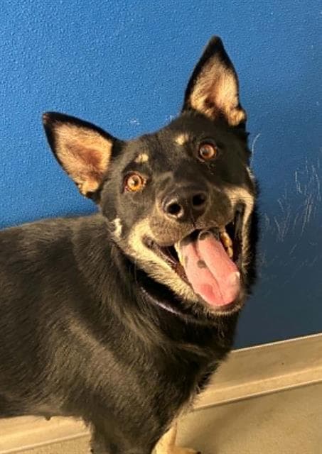 Unknown - German Shepherd Dog