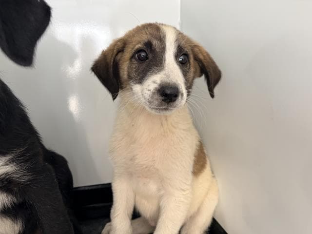 Unknown - Great Pyrenees