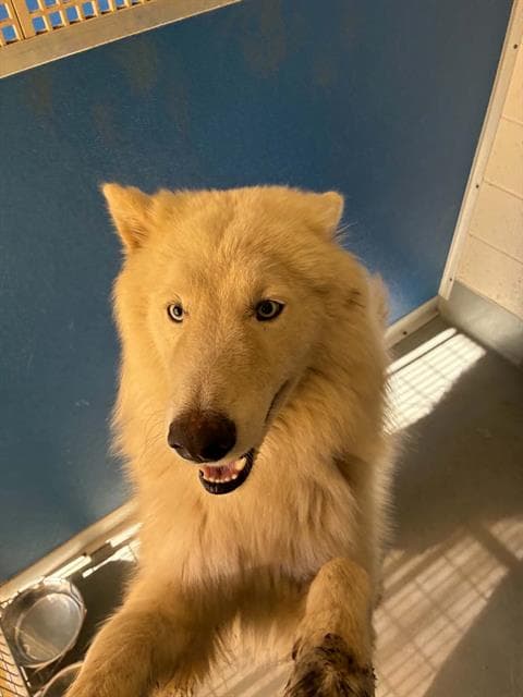 Unknown - Siberian Husky