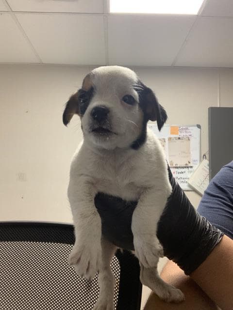 Unknown - Chihuahua
