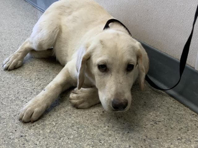 Unknown - Labrador Retriever