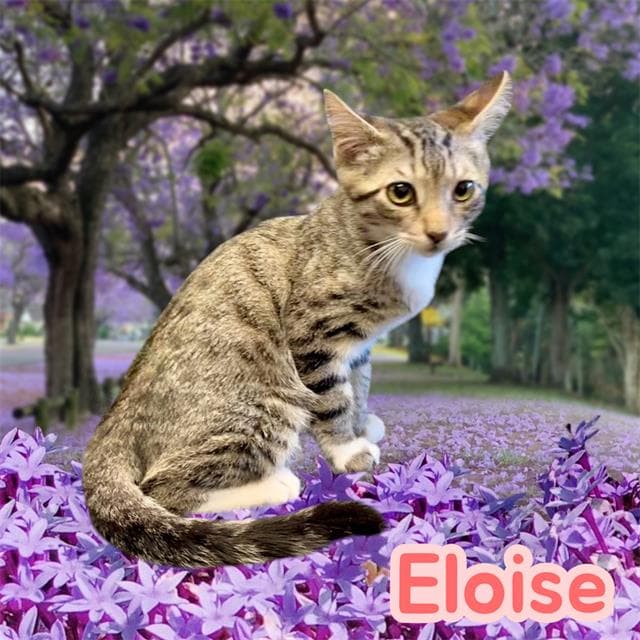 Eloise - Domestic Short Hair