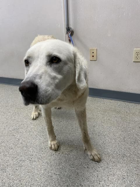 Unknown - Great Pyrenees