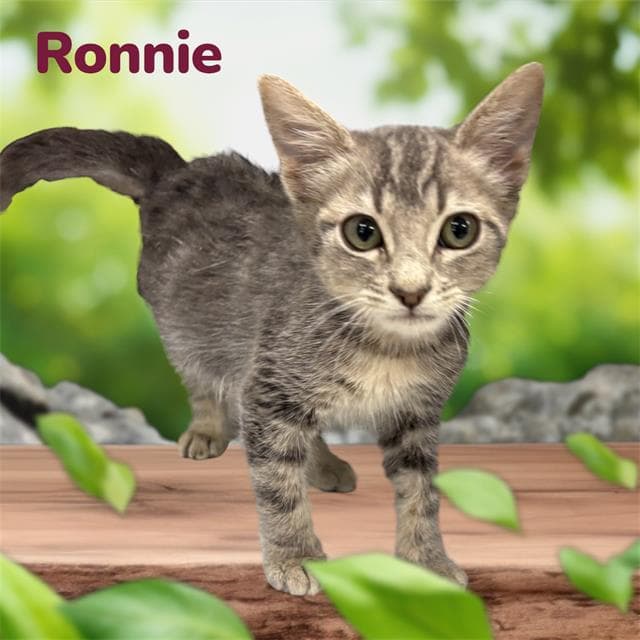Ronnie - Domestic Short Hair