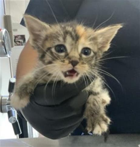 Mooska - Domestic Short Hair