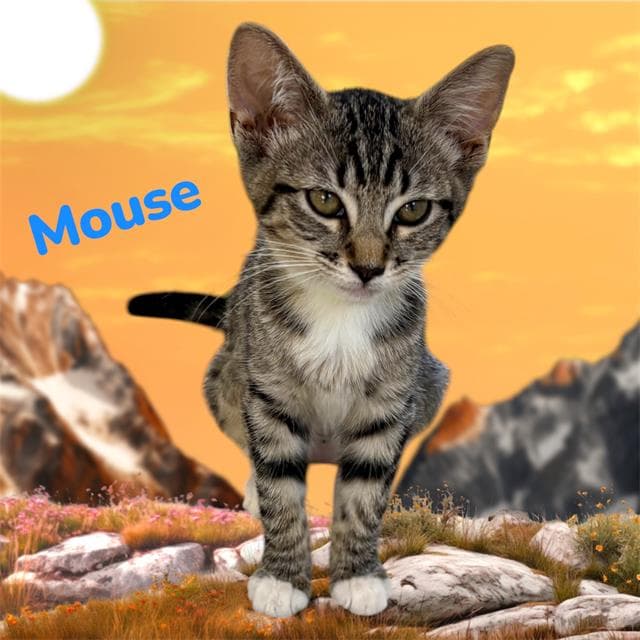 Mouse - Domestic Short Hair