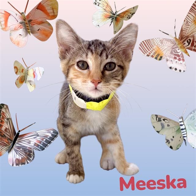 Meeska - Domestic Short Hair