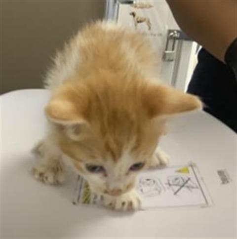 Mickey - Domestic Short Hair