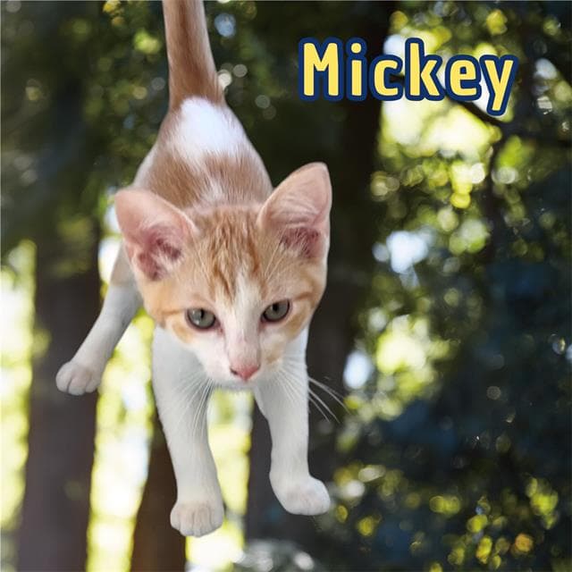 Mickey - Domestic Short Hair
