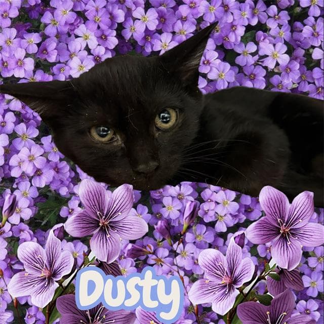 Unknown - Domestic Short Hair