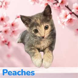 Peachy image 1