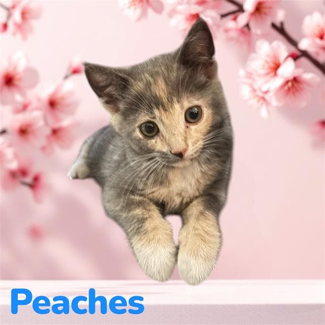 Peachy - Domestic Short Hair