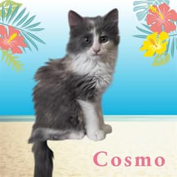 Cosmo image 1