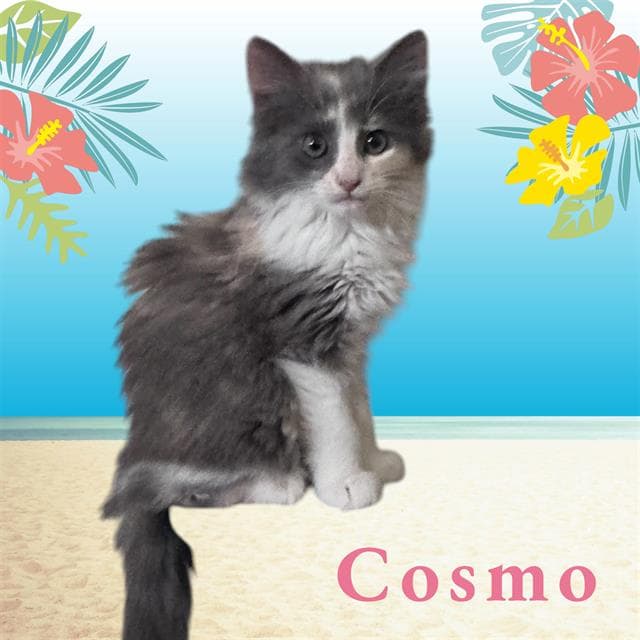 Cosmo - Domestic Long Hair