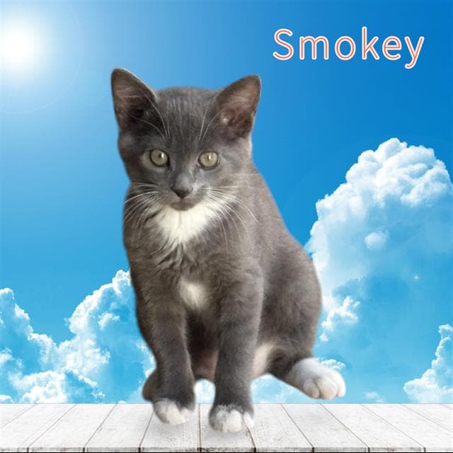 Smokey - Domestic Short Hair