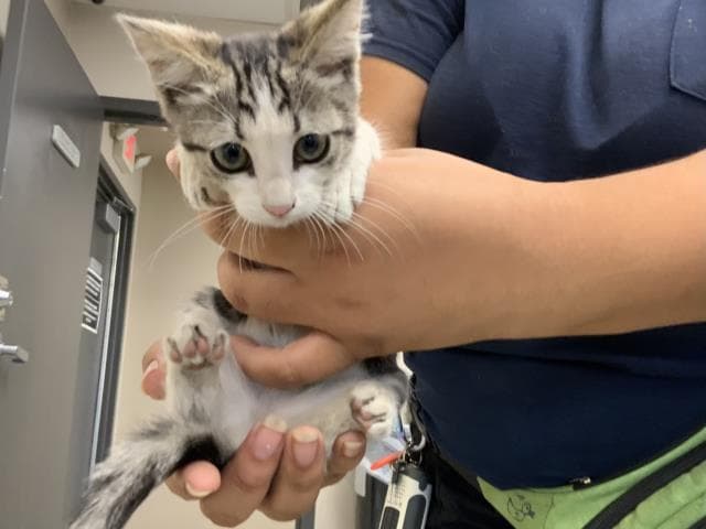 Unknown - Domestic Short Hair